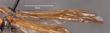 Media type: image;   Entomology 33153 Aspect: Wing front